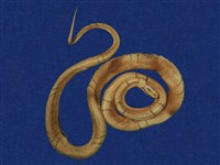 藏品(紅竹蛇)的圖片